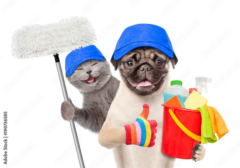 Poster cleaning concept. cat and dog in blue hats holds bucket with washing fluids and mop in paw and showi