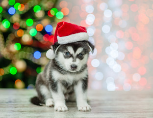 Fototapeta na wymiar Husky puppy in red sata hat sitting on a background of the Christmas tree