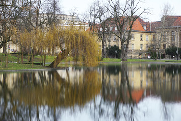 Lake in the park in Poznan, Poland. The old willow is reflected in the water.