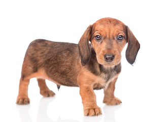 portrait of a dachshund puppy. isolated on white background