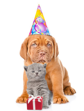 Kitten and puppy in party hat with gift box. isolated on white background