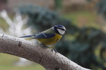 blue tit