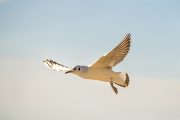 black headed gulls flying over beach of the Baltic Sea
