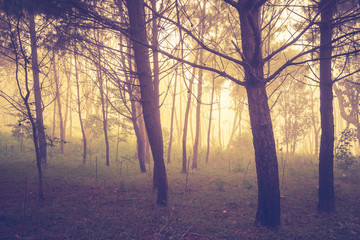 Forest in the Mist