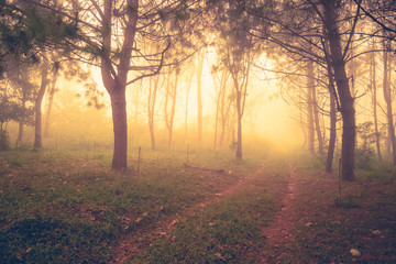 Fototapeta na wymiar Forest in the Mist