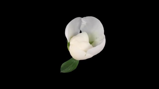 Time-lapse of opening white peony (Paeonia) flower 1x1 in PNG+ format with ALPHA transparency channel isolated on black background, top view
