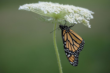 Beautiful Monarch butterfly (Danaus Plexippus) Horizontal image