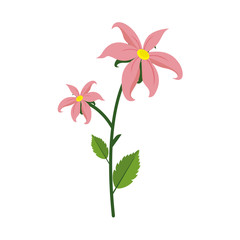 Isolated Lily Flower Plant Illustration