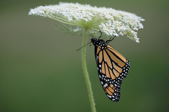 Beautiful Monarch butterfly (Danaus Plexippus) Horizontal image