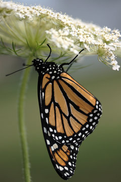 Beautiful Monarch butterfly (Danaus Plexippus) Verticle  image. 