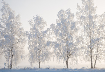 Birch tree in a cold winter landscape with snow and frost