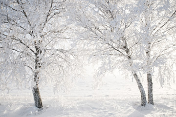 Fototapeta na wymiar Birch tree in a cold winter landscape with snow and frost
