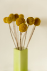 Dried Billy Buttons in Green Rectangular Vase