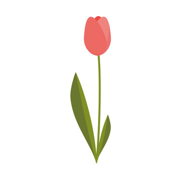 Simple Isolated Pink Tulip Flower Illustration