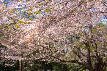 Cherry blossoms blooming park / Mitaki Park in Funabashi City, Chiba Prefecture, Japan