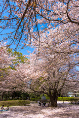 Cherry blossoms blooming park / Mitaki Park in Funabashi City, Chiba Prefecture, Japan