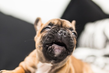 Happy french bulldog face