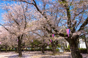Cherry blossoms blooming park / Mitaki Park in Funabashi City, Chiba Prefecture, Japan