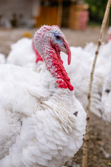 Breeding turkeys on a farm.