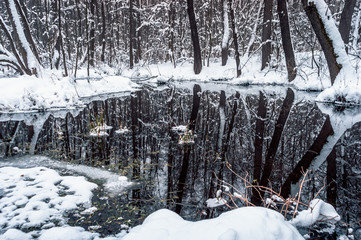 Beautiful flooded forest in winter time