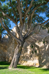 a single tree in front of castle ruins in Lagos, Portugal