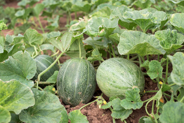 Melon fruits and plant