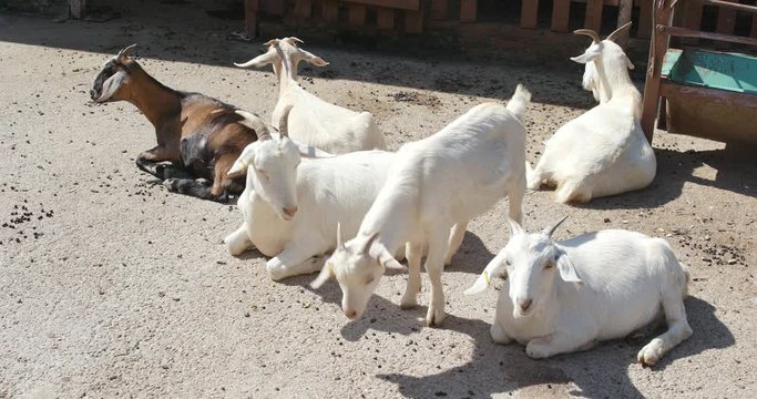 Group white goats in farm