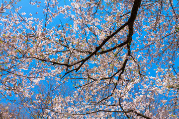 Cherry blossoms blooming park / Mitaki Park in Funabashi City, Chiba Prefecture, Japan
