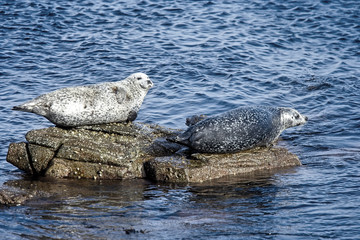 Naklejka premium Common Seal or Harbour Seal (Phoca vitulina), two basking on rocks, Shetland, Scotland, UK.