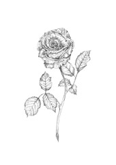 Pencil Rose Illustration