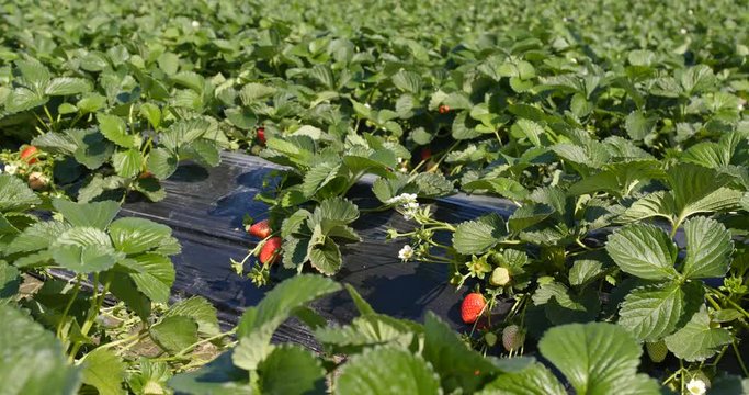 Fresh strawberry meadow