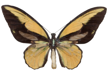 Obraz na płótnie Canvas yellow brilliant butterfly