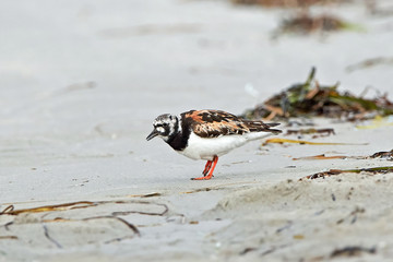 Ruddy turnstone (Arenaria interpres)