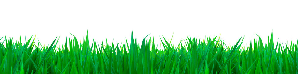 Green grass white background textures clipping path and selection path