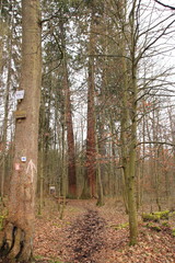 Naklejka premium Mammutbäume im gemeindewald der gemeinde weissach im landkreis böblingen in baden-württemberg