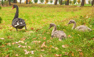 Black swan and two small swans on a glade in an autumn park
