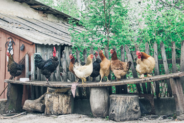 Hens and Roosters standing on a bench