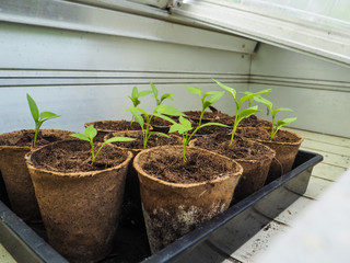 Tray with seedlings in small peat pots standing in a greenhouse workbench