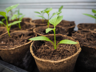 Tray with seedlings in small peat pots in a greenhouse waiting to be planted