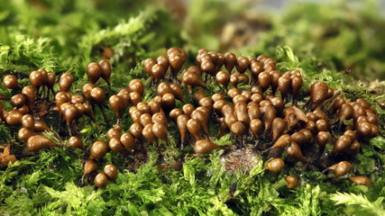 Slime mold, Hemitrichia clavata