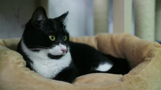 Black and white cat closeup.