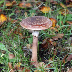 Poisonous panther cap,  Amanita pantherina