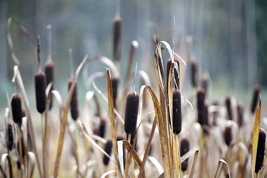 Common bulrush or cat&rsquo;s-tail, Typha, latifolia