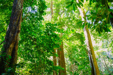 Obraz premium Green forest trees ,in nature with sunlight background,In National Park