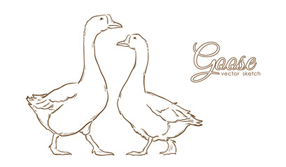 Hand drawn isolated Geese on white background. Line design
