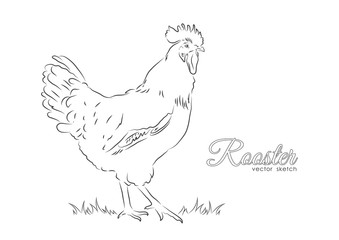 Fototapeta na wymiar Hand drawing cock isolated on white background. Line design. Rooster sketch.