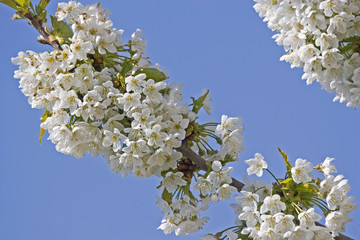 Blühender Kirschbaum in Kroatien