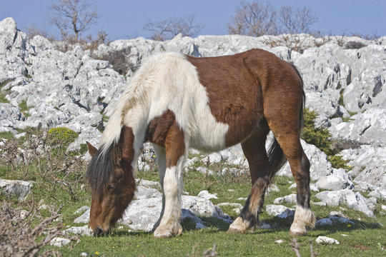 Pony im Karstgebiet