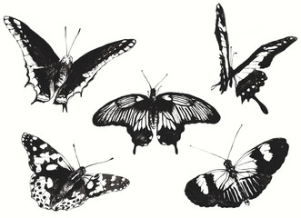 Butterfly beautiful hand drawn black ink vintage illustrations