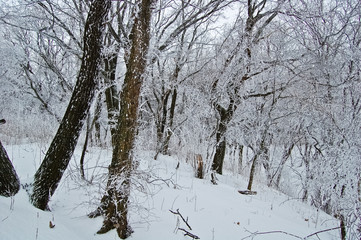 Trees in the snow in a snow-covered forest after a snowstorm